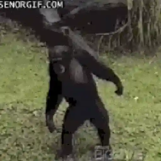Monkey 22