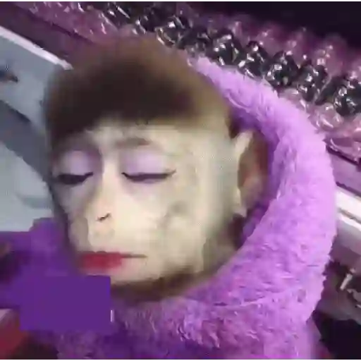Monkey 18