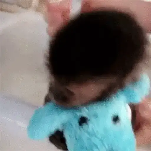 Monkey 17