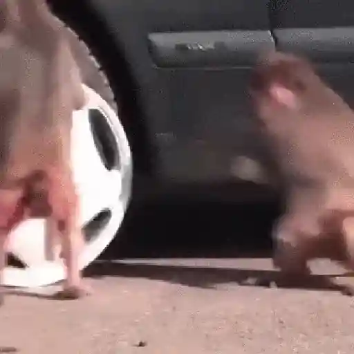 Monkey 16