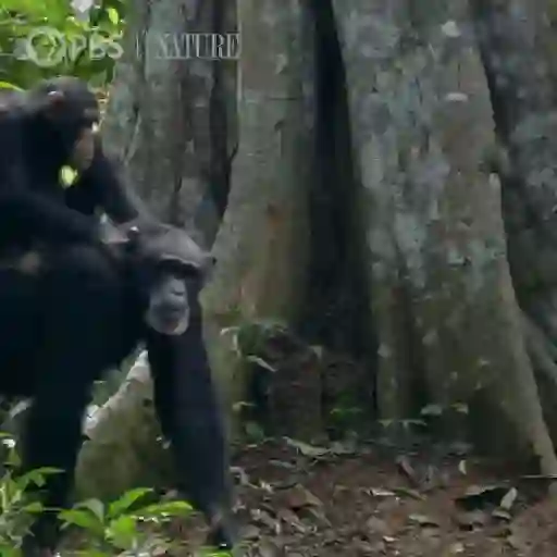 Monkey 15