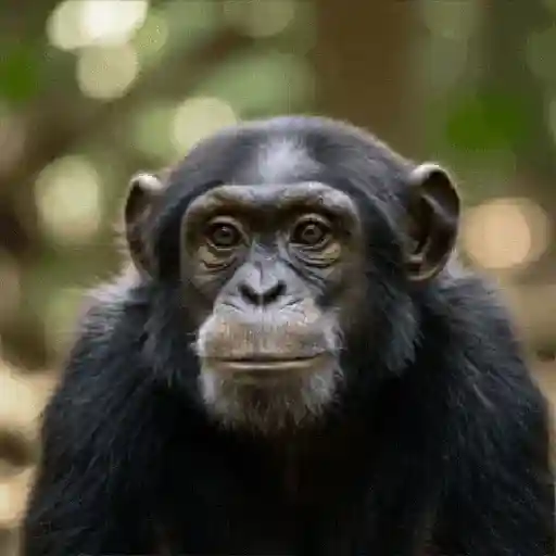 Monkey 14