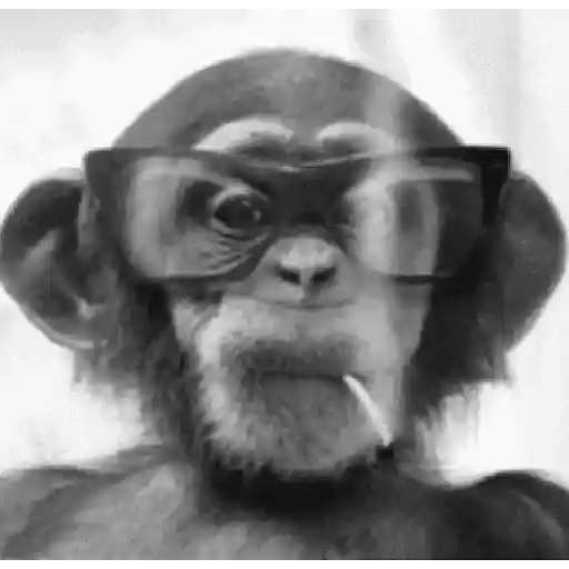 Monkey 10