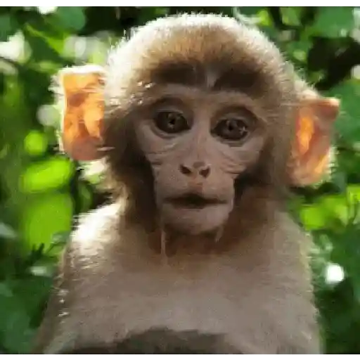 Monkey 9