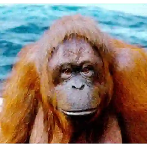 Monkey 8