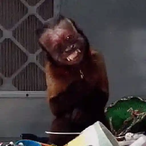 Monkey 6