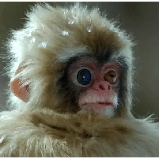Monkey 2