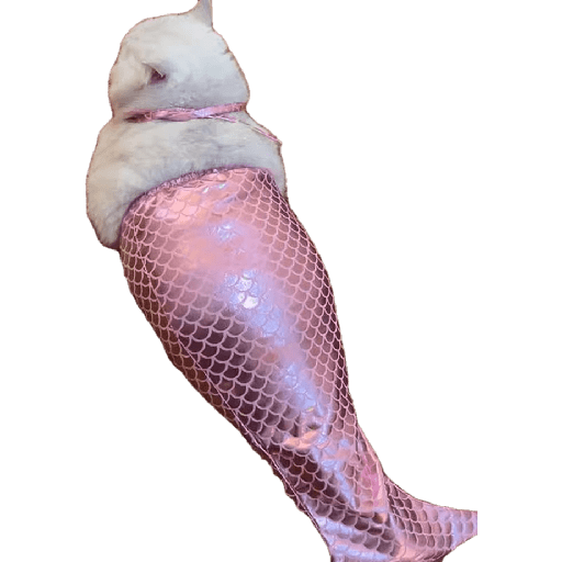 Límmiði