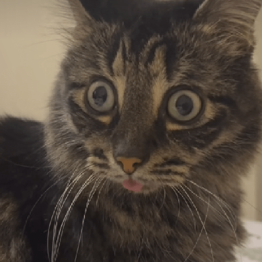 Gatos 15