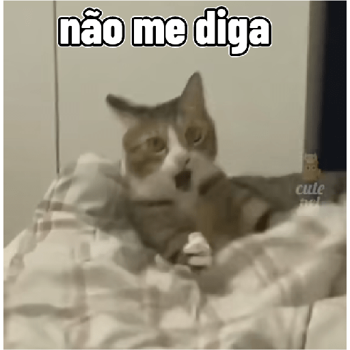 Gatos 14