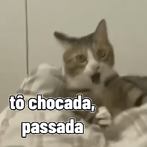 Gatos 13