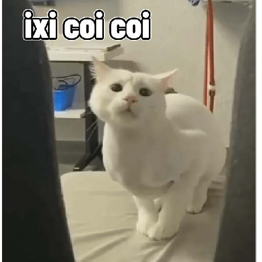 Gatos 12