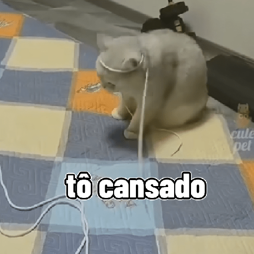 Gatos 11