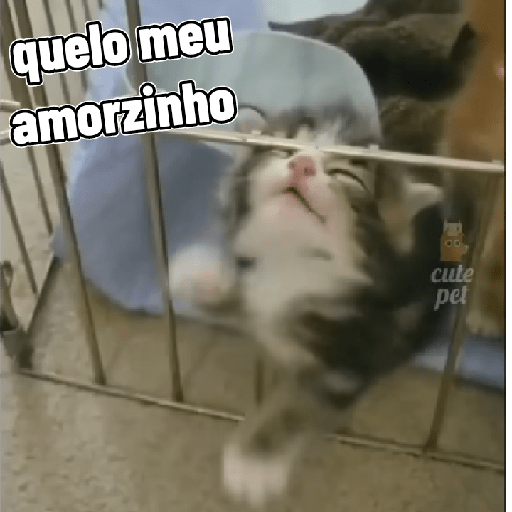 Gatos 8