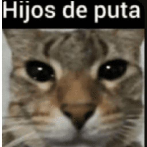 GATITOSSS 😻💗 25