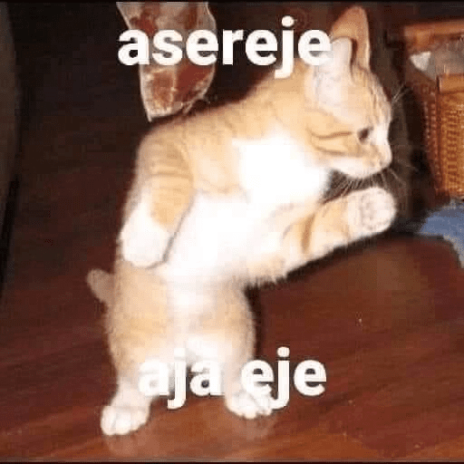 GATITOSSS 😻💗 15