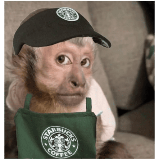Monkeys 🐒 2