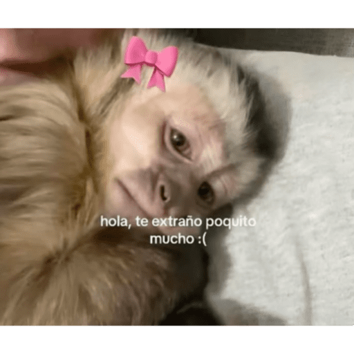 Monkeys 🐒 9