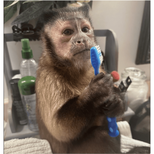 Monkeys 🐒 8