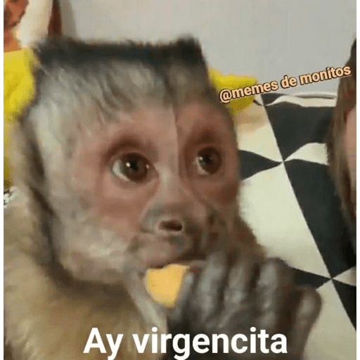 Monkeys 🐒 12