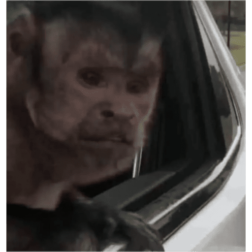 Monkeys 🐒 4