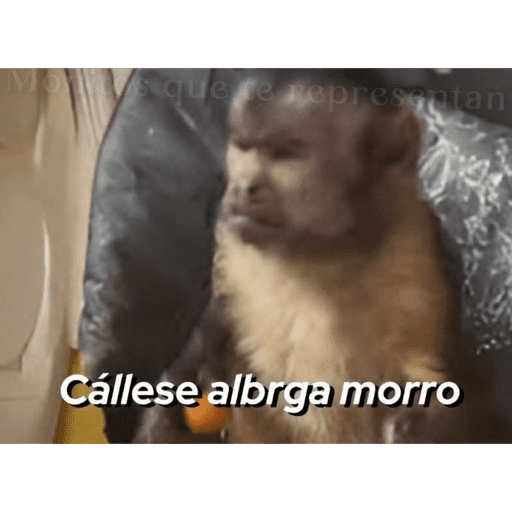 Monkeys 🐒 10