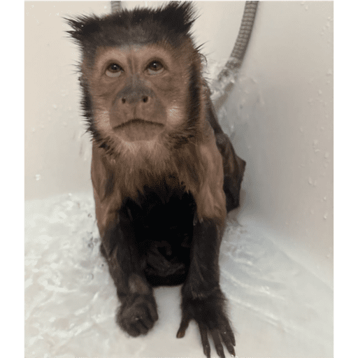 Monkeys 🐒 5