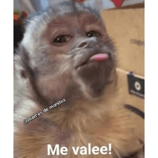 Monkeys 🐒 11