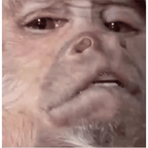 Monkeys 🐒 7