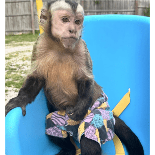 Monkeys 🐒 6