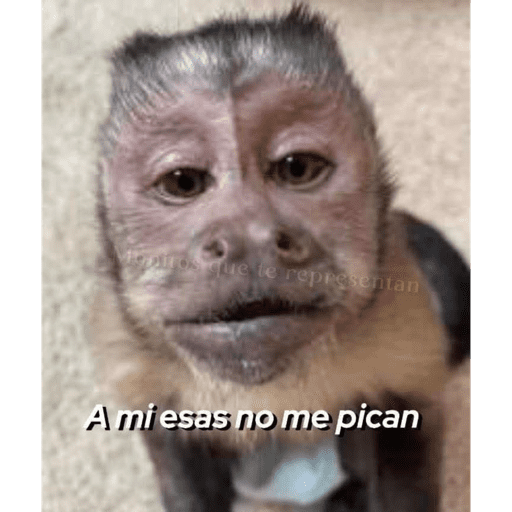 Monkeys 🐒 14