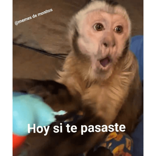 Monkeys 🐒 1
