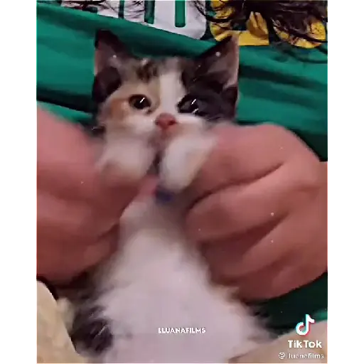 Cururu 5