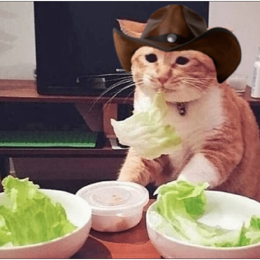 Gatos 3