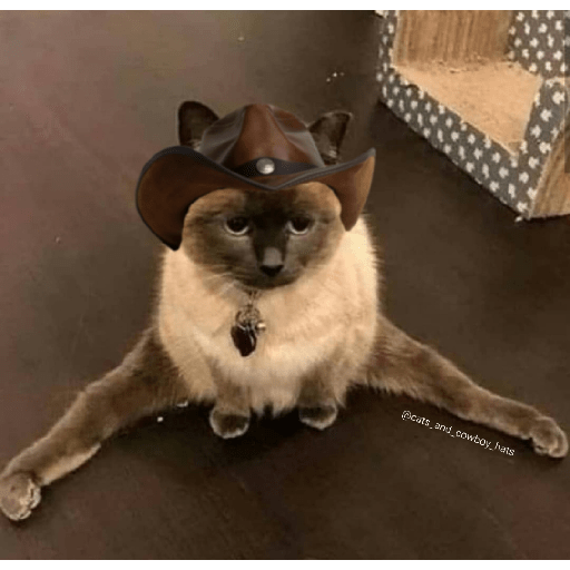 Gatos 6