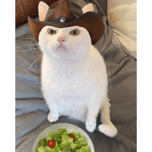 Gatos 2
