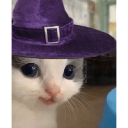 Gatos 8
