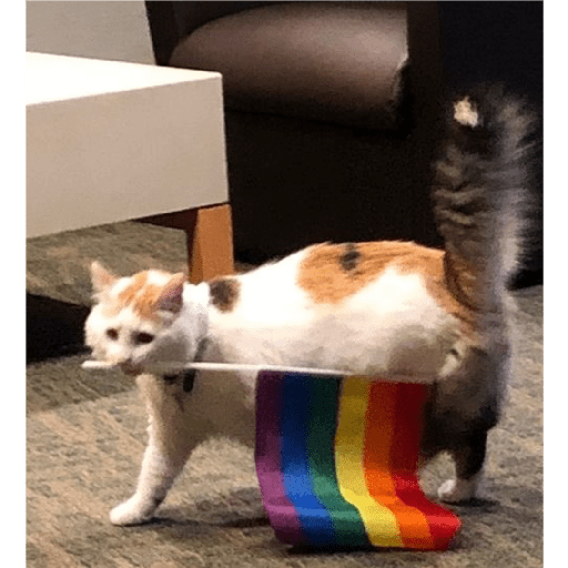 Gatos 4