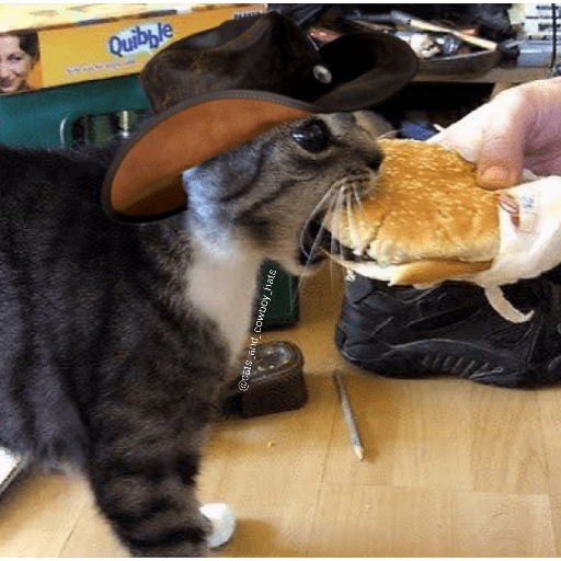 Gatos 5
