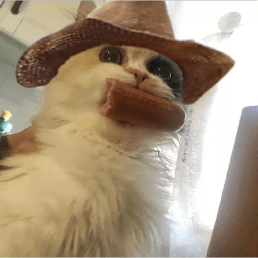 Gatos 7