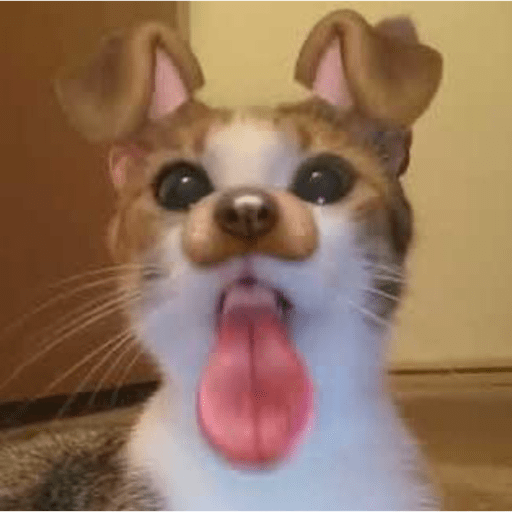 Gatitos ^_^ 8