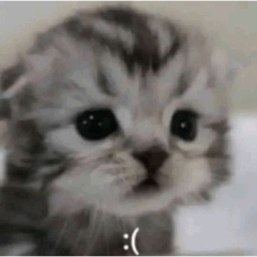 Gatitos ^_^ 10