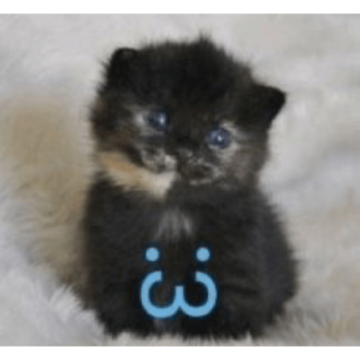 Gatitos ^_^ 2