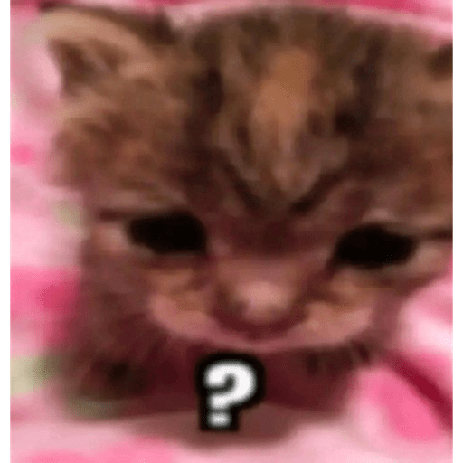 Gatitos ^_^ 3