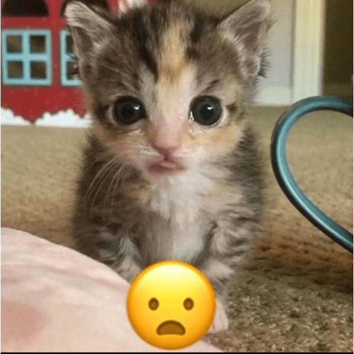 Gatitos ^_^ 14