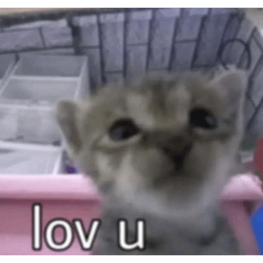Gatitos ^_^ 7