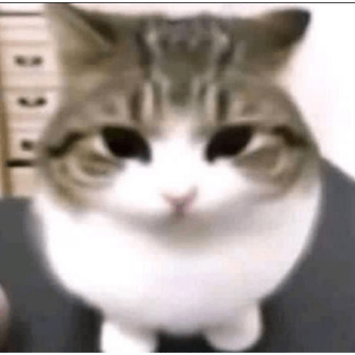 Gatitos ^_^ 13