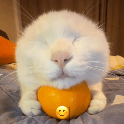 Gatitos ^_^ 5