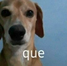 Bichinhos 8 7