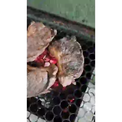 Videos uelito 16